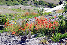 Wildflowers near Mount St. Helens digital painting