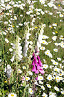 Daisies & Foxgloves Wildflowers digital painting