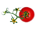 Red Tomatoe digital painting