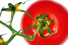 Close Up of Tomatoe digital painting
