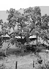 Black & White Scenic Tree digital painting