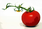 Side View of Tomatoe digital painting