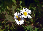 Close up of Daisy digital painting
