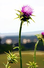 Purple Winged Thistle Flower digital painting