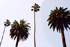 Palm Trees & Blue Sky digital painting