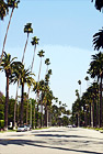 Palm Trees Along Beverly Hills Road digital painting