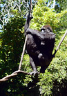 Gorillas on Rope digital painting