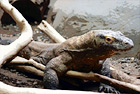 Komodo Dragon at Zoo digital painting