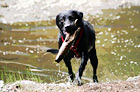 Black Lab Playing Fetch in Water digital painting