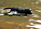 Black Lab Drinking Water in Lake digital painting