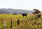 Black Cow on Farm digital painting