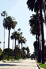 Palm Trees Leading to Sunset Blvd. digital painting