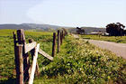 Marin County Country Road & Fence digital painting