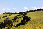 Green Hill & Yellow Wildflowers digital painting