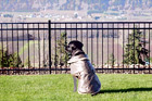 Dog Looking at View Through Fence digital painting