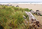 Grass, Drift Wood, & Beach digital painting