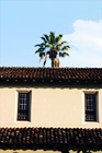 Palm Tree & Santa Clara Mission digital painting