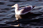 Seagull Swimming in Puget Sound digital painting
