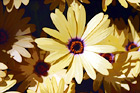 Yellow Flower & Orange Center digital painting