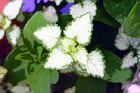 Close up of a White Leaf with Green Trim digital painting