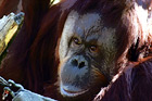 Orangutan Close Up digital painting