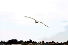 Seagull Flying digital painting