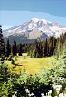 Flowers, Field, & Mount Rainier digital painting