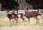 Close up of Three Deer digital painting
