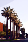 Row of Palm Trees in San Jose digital painting