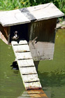 Duck in a Duck House digital painting