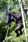 Two Climbing Gorillas digital painting
