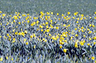 Daffodils in Farm Field digital painting