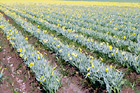 Rows of Farm Crop with Daffodils digital painting