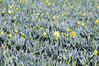 Daffodil Flowers Close Up digital painting