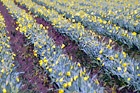 Rows of Daffodils on Farm Field digital painting