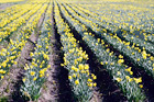 Rows of Daffodils digital painting