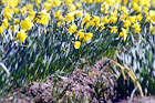 Close up of Daffodils on a Farm digital painting