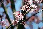 Close up of Spring Flowers in Bloom on Tree digital painting