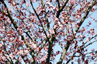 Spring Tree in Blossom digital painting
