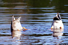 Two Ducks Diving Under Water digital painting