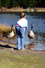 Girl Feeding Geese digital painting