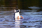 Upside Down Duck Searching for Food digital painting