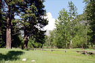 Landscape Trees & Fence in Yosemite digital painting