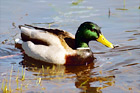 Duck Sitting in Lake digital painting