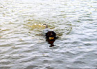 Black Lab Swimming digital painting