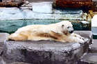 Polar Bear digital painting