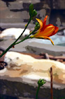 Red Flower With Bear in Background digital painting