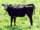 Black Cow digital painting