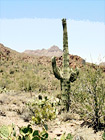 Cactus Tree digital painting
