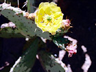 Cactus Flower in Arizona digital painting